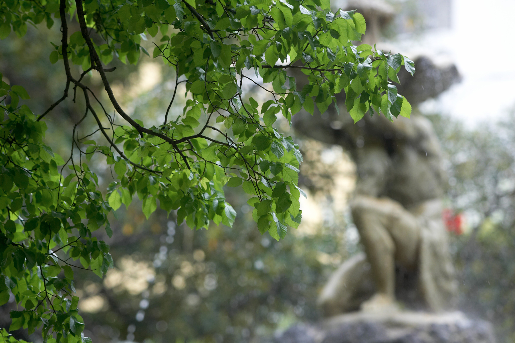 Closeup of branches and the Fitzroy Gardens Fountain